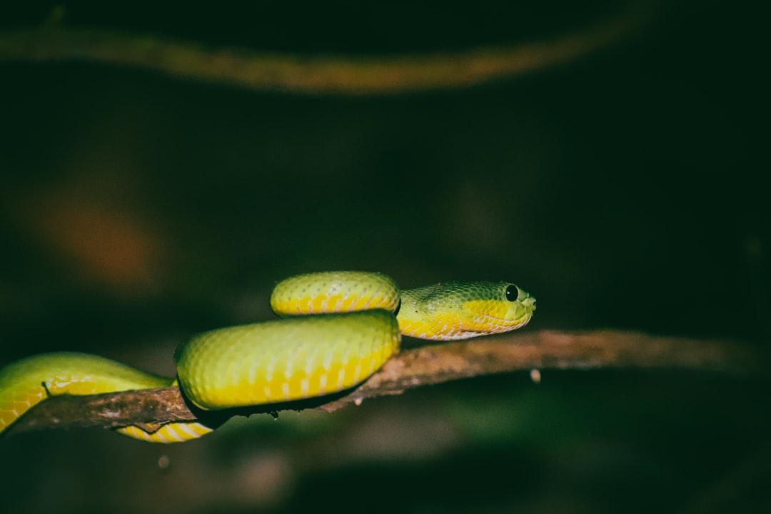 Mimpi Ular: Pertanda Apa dari Alam Gaib, Primbon, Islam, hingga Psikologi Modern