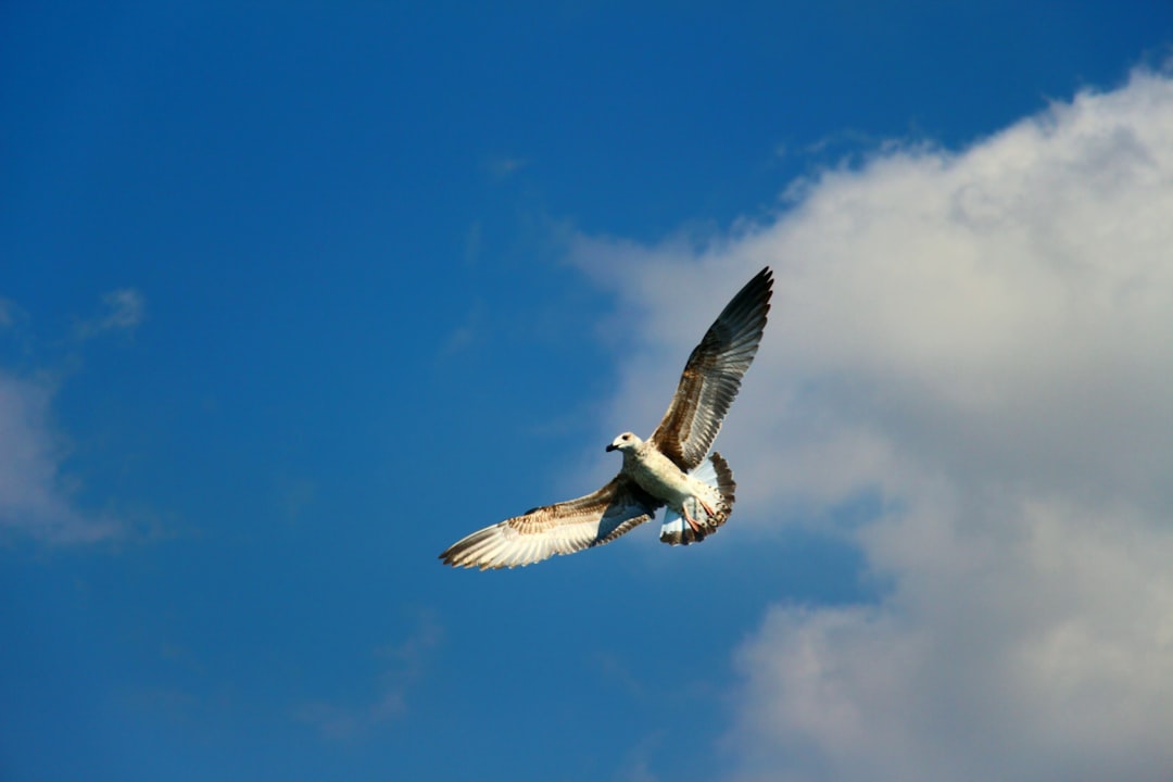 Mimpi Burung: Pertanda dari Alam, Bisikan Leluhur, dan Cerminan Jiwa