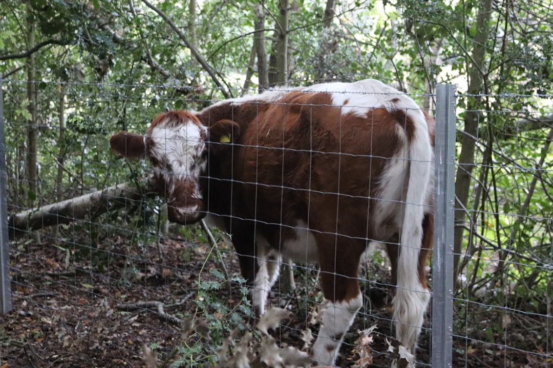 Mimpi Sapi: Pertanda Rezeki, Ujian, dan Kesejahteraan dalam Tafsir Jawa, Islam, dan Psikologi