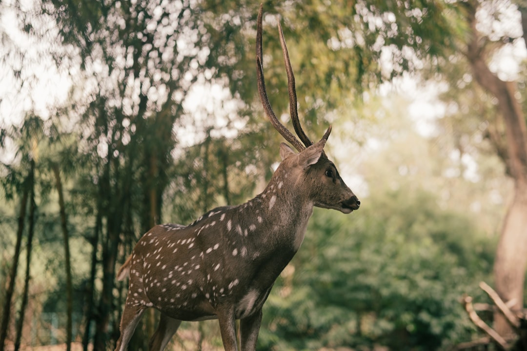 A spotted deer stands in a forest with bamboo.