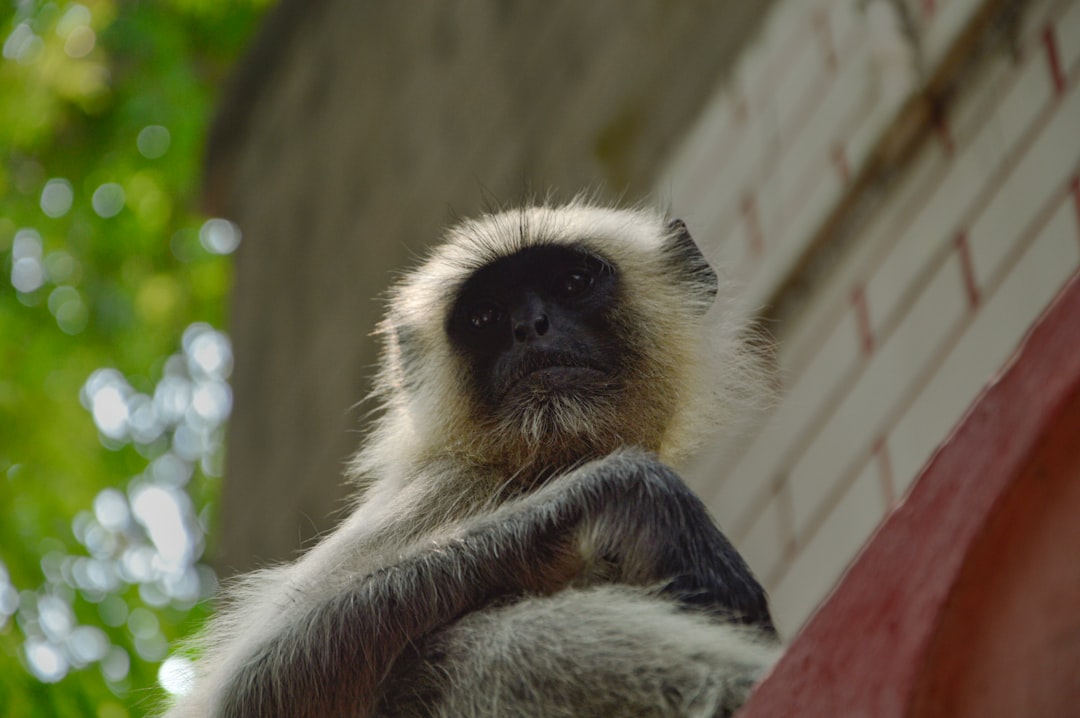 a monkey that is sitting on a ledge