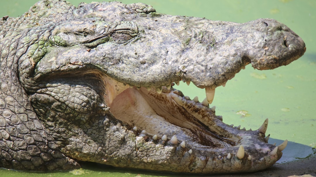 Crocodile showing its teeth with mouth wide open.