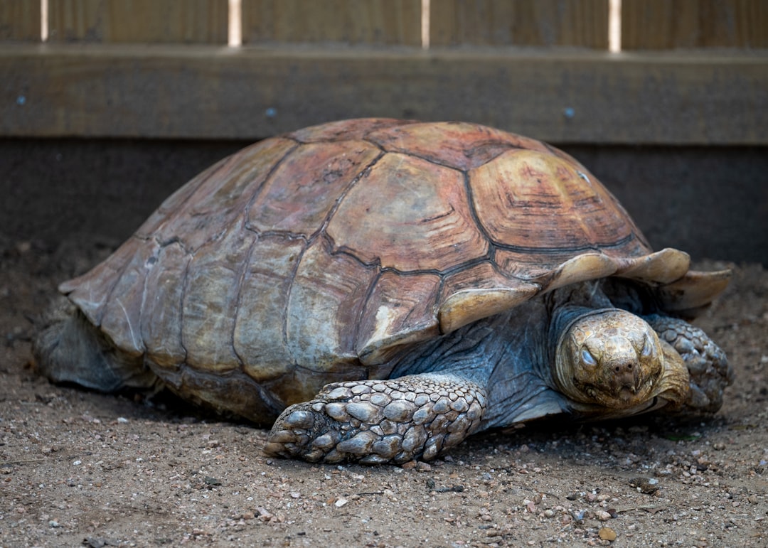 A close up of a turtle on a dirt ground