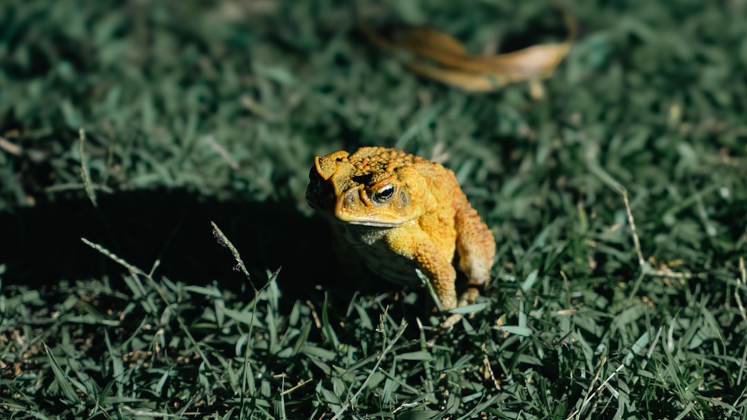 A golden toad sits on green grass