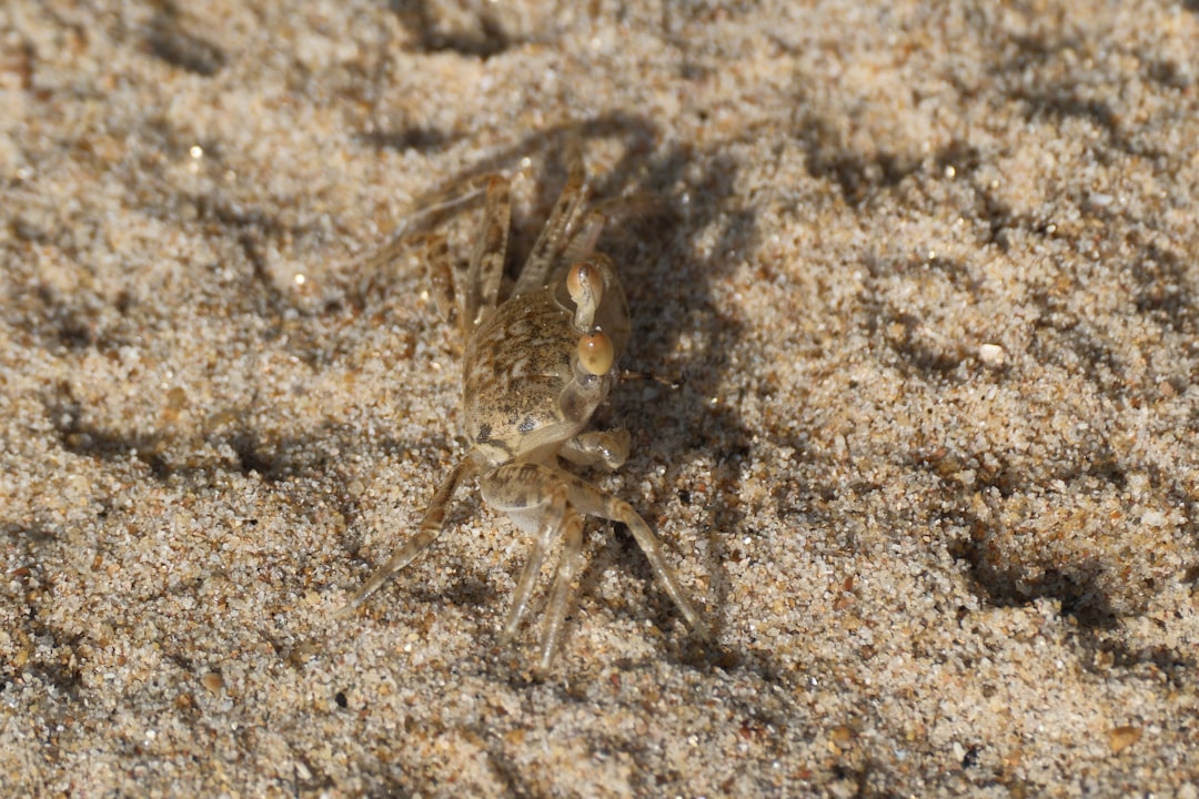 A small crab on sandy ground