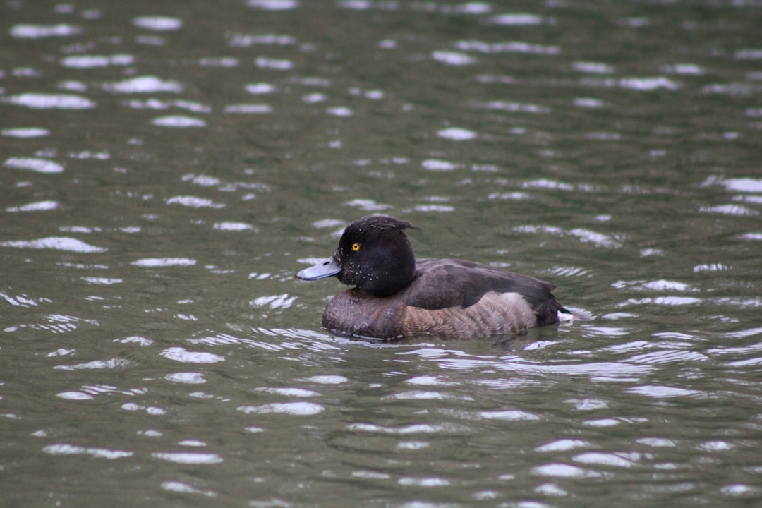 a duck floating on top of a body of water