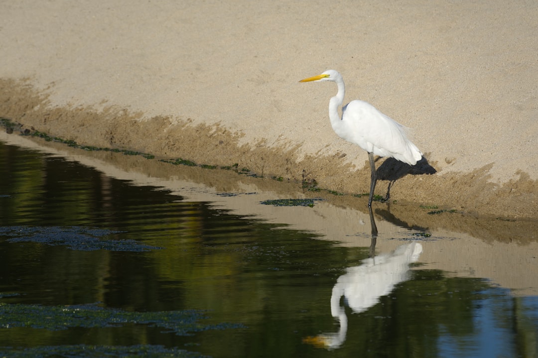 A white egret stands by the water's edge.