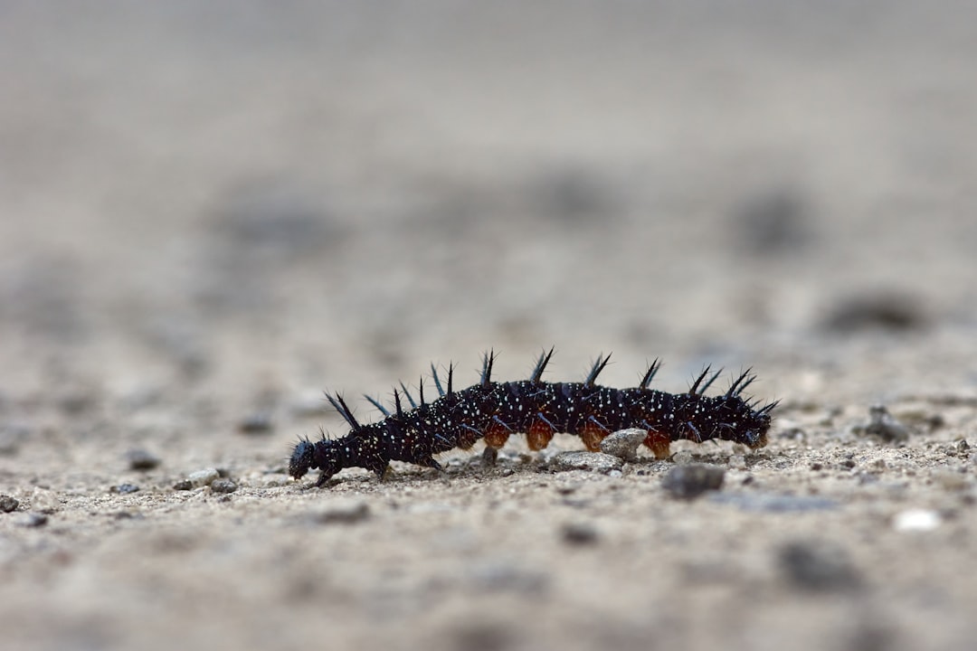 a close up of a caterpillar on the ground