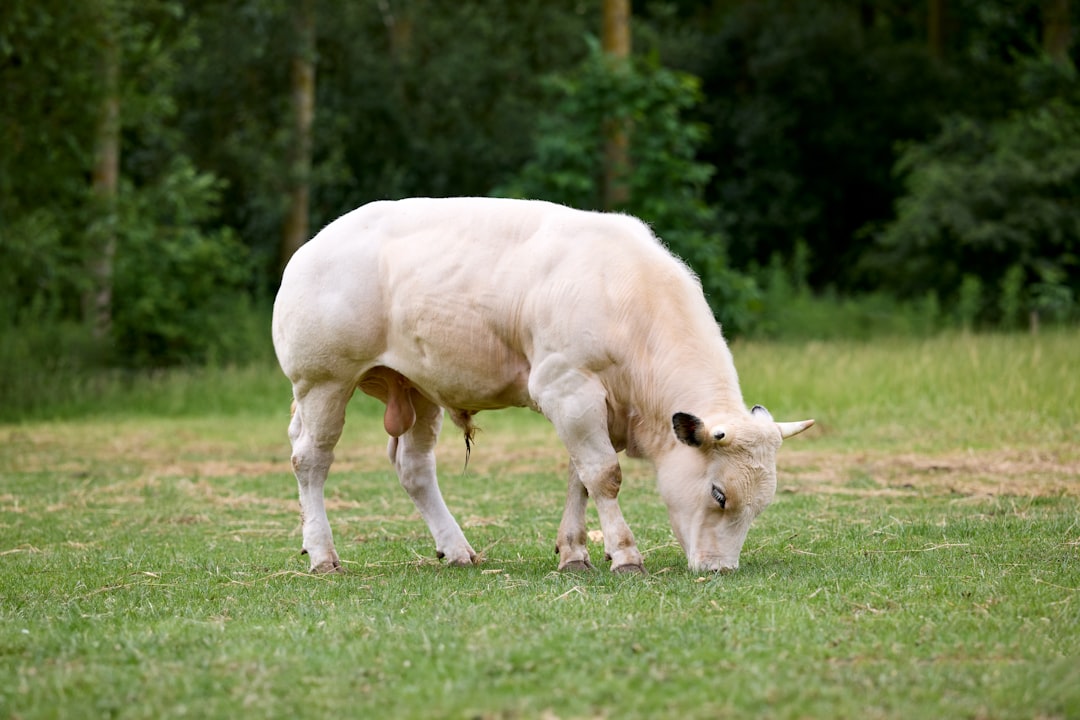 A white cow graze in the grassy meadow.