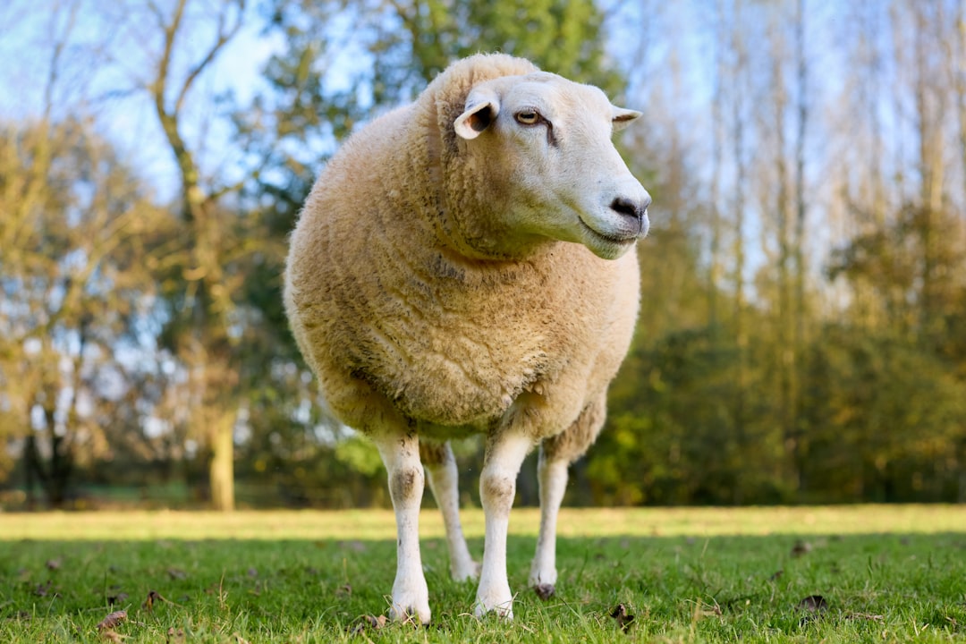 A fluffy sheep stands in a grassy field.