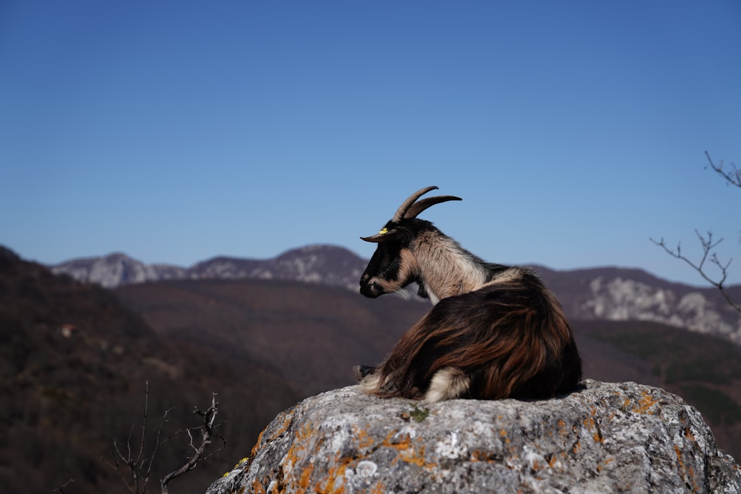 brown and black ram on gray rock during daytime