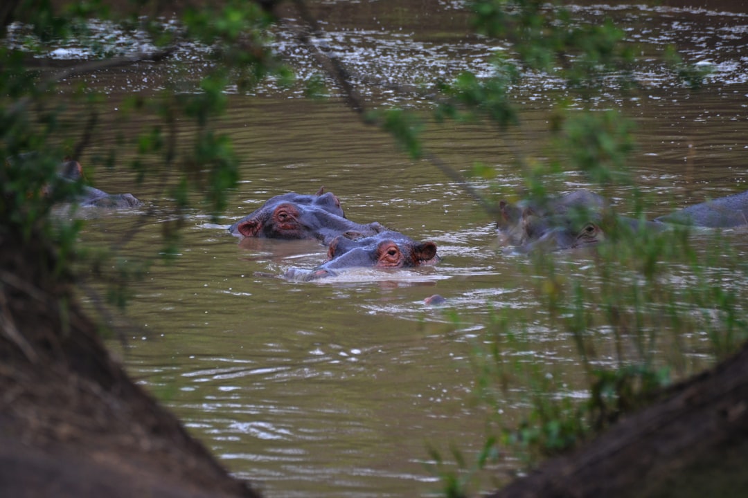 Hippos submerged in muddy water with foliage.