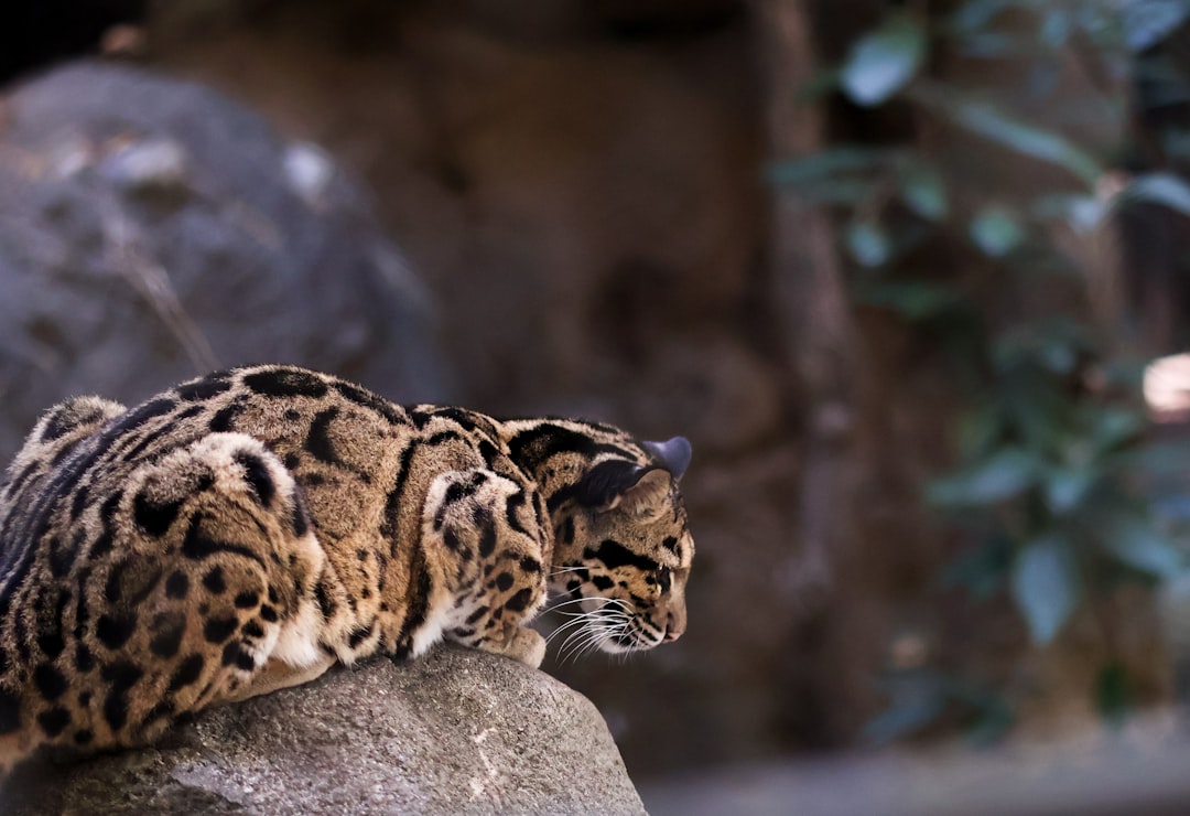 Mimpi Macan Tutul: Pesan Leluhur, Kekuatan Batin, dan Pertanda Hidup