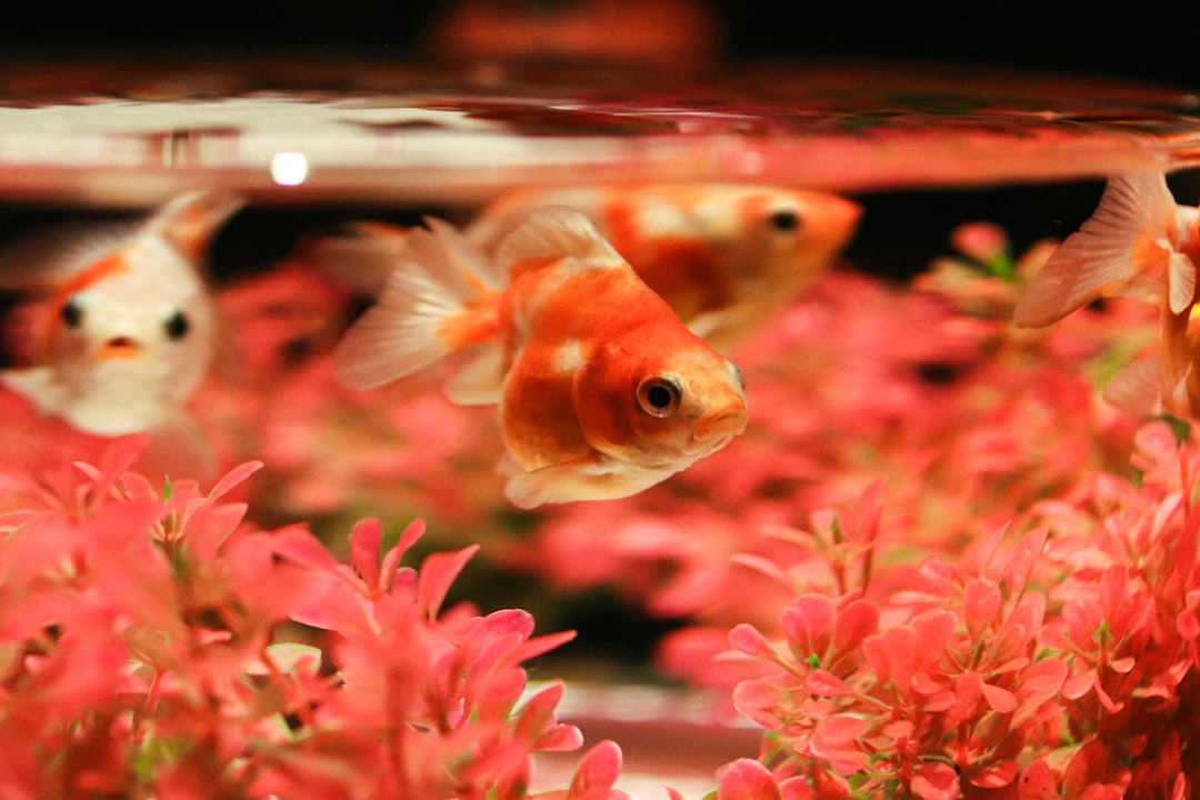 orange and white fish in fish tank