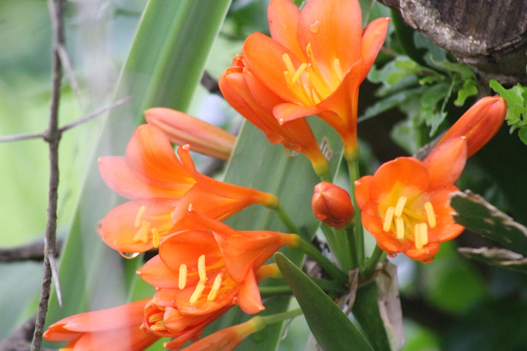 Mimpi Bunga: Pesan Alam, Spiritual, dan Psikologis dari Kacamata Indonesia