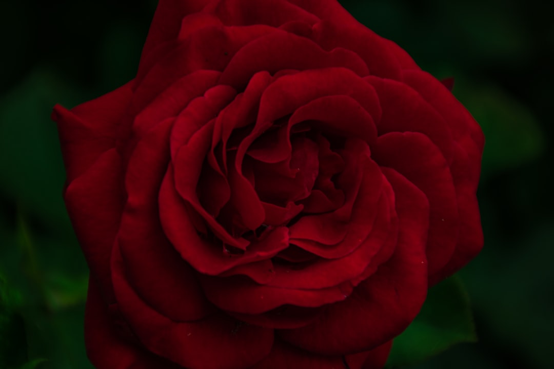 Mimpi Bunga Mawar: Pesona, Cinta, dan Pertanda dari Alam Gaib