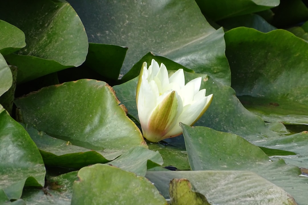 Makna Bunga Teratai dalam Mimpi: Panduan Lengkap dari Primbon, Islam, Hingga Psikologi Modern