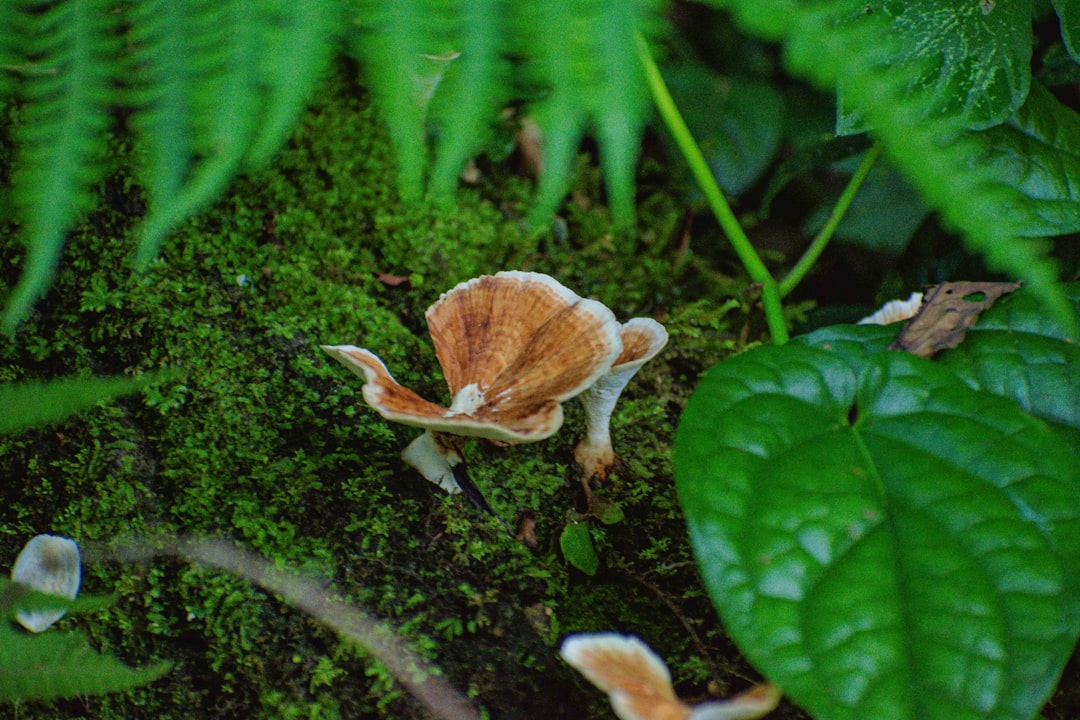 Menguak Makna Mimpi Jamur: Panduan Lengkap dari Primbon, Islam Nusantara, hingga Psikologi Modern