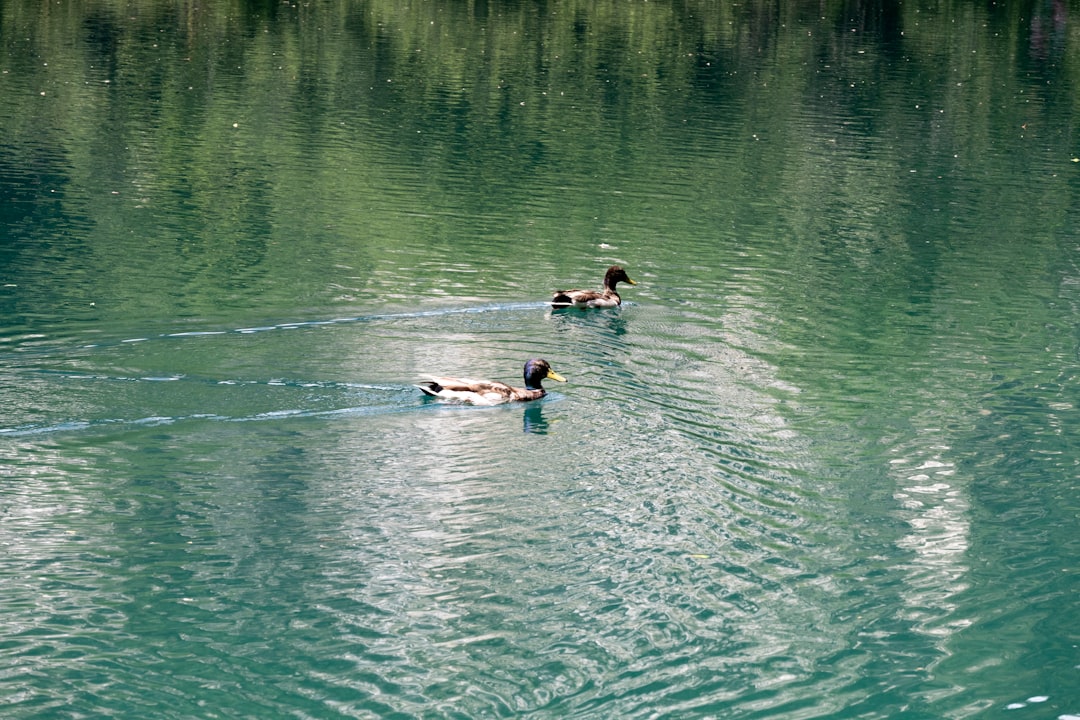 Menyelami Makna Mimpi Danau: Tiga Dimensi Tafsir Jawa, Islam, dan Psikologi