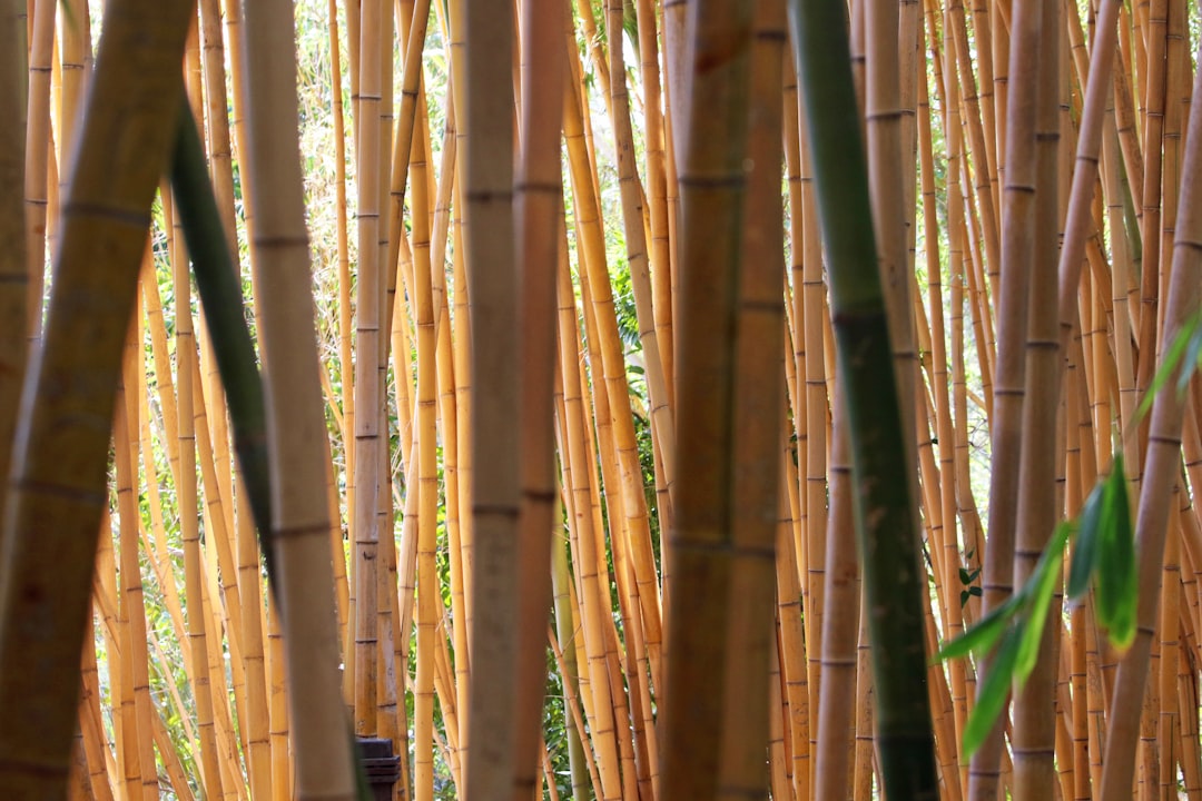 Mimpi Bambu: Tanda Keseimbangan, Kekuatan, dan Pertumbuhan dalam Bingkai Islam, Primbon Jawa, dan Psikologi Modern