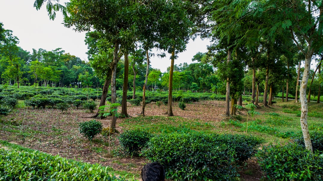 Lush green tea plantation with scattered trees