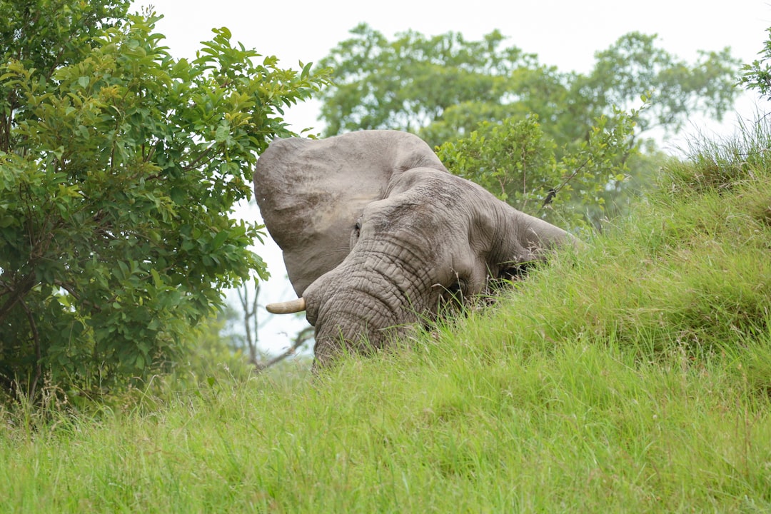 An elephant walks through tall green grass and trees.