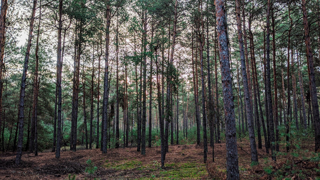 Menjelajahi Hutan dalam Mimpi: Pertanda dari Alam Bawah Sadar, Leluhur, dan Sang Pencipta