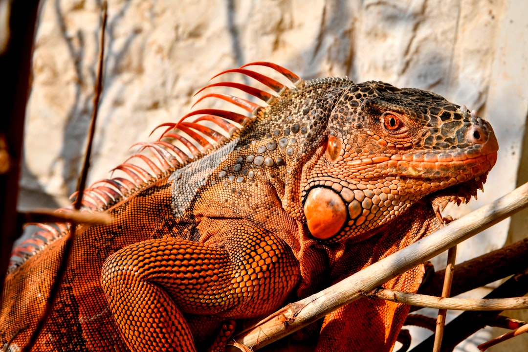 Menguak Makna Daging dalam Mimpi: Perpaduan Primbon, Islam Nusantara, dan Psikologi