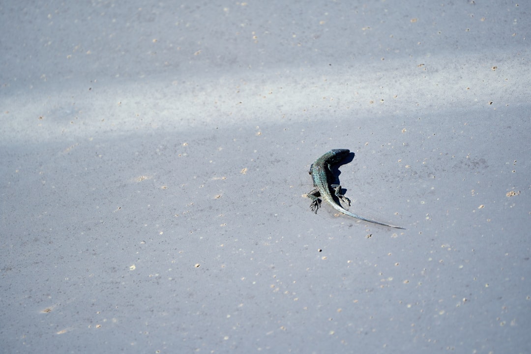 Mengurai Makna ‘Kulit’ dalam Mimpi: Perspektif Primbon, Islam Nusantara, dan Psikologi Modern