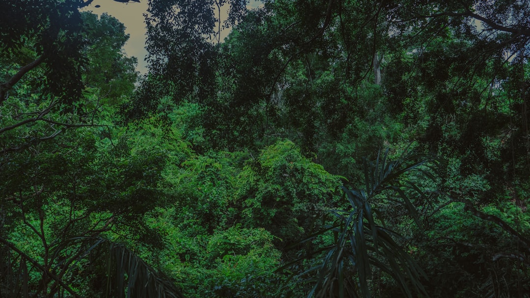 Mimpi Rimba: Jejak Alam Bawah Sadar, Petunjuk Leluhur, dan Cerminan Diri