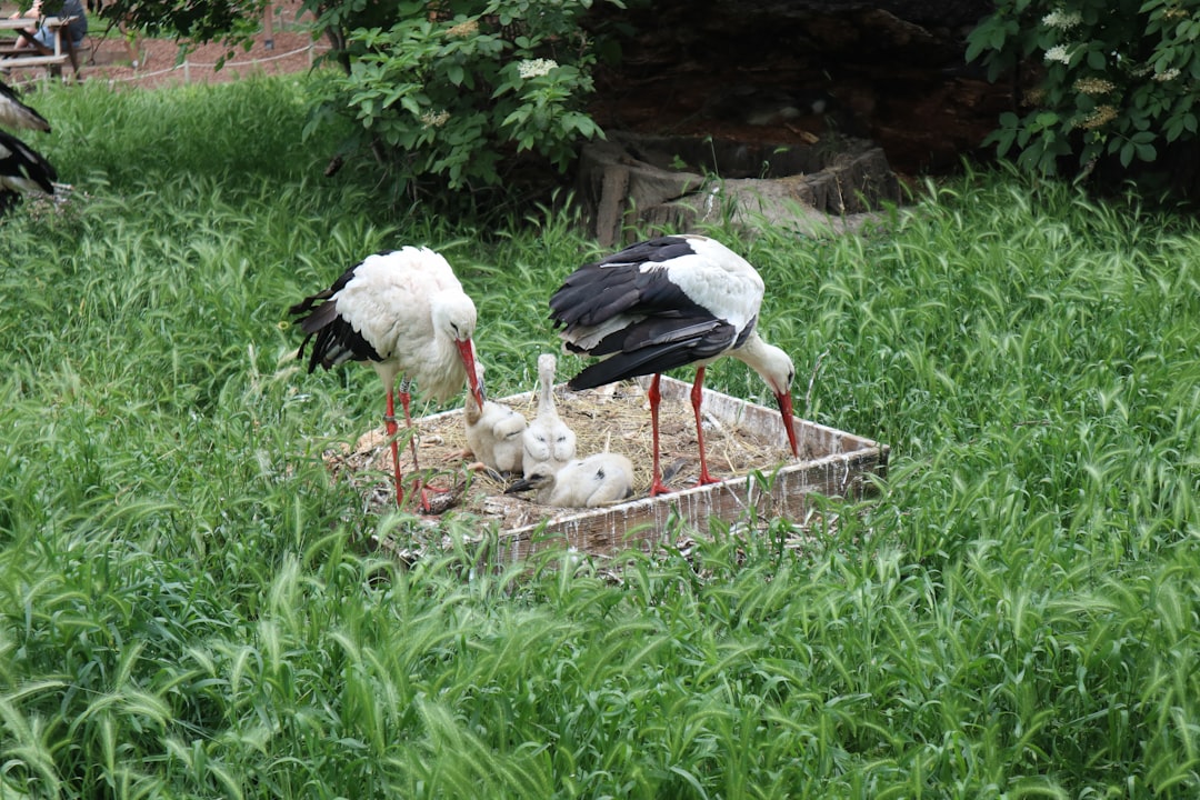 Mimpi Bangau Putih: Pertanda Keberuntungan, Kesucian, dan Perjalanan Spiritual