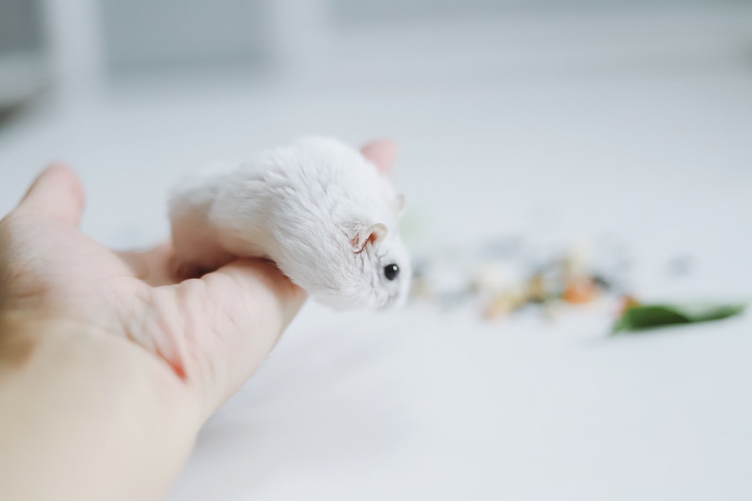 Mimpi Hamster: Pertanda Apa dari Alam Bawah Sadar Anda?