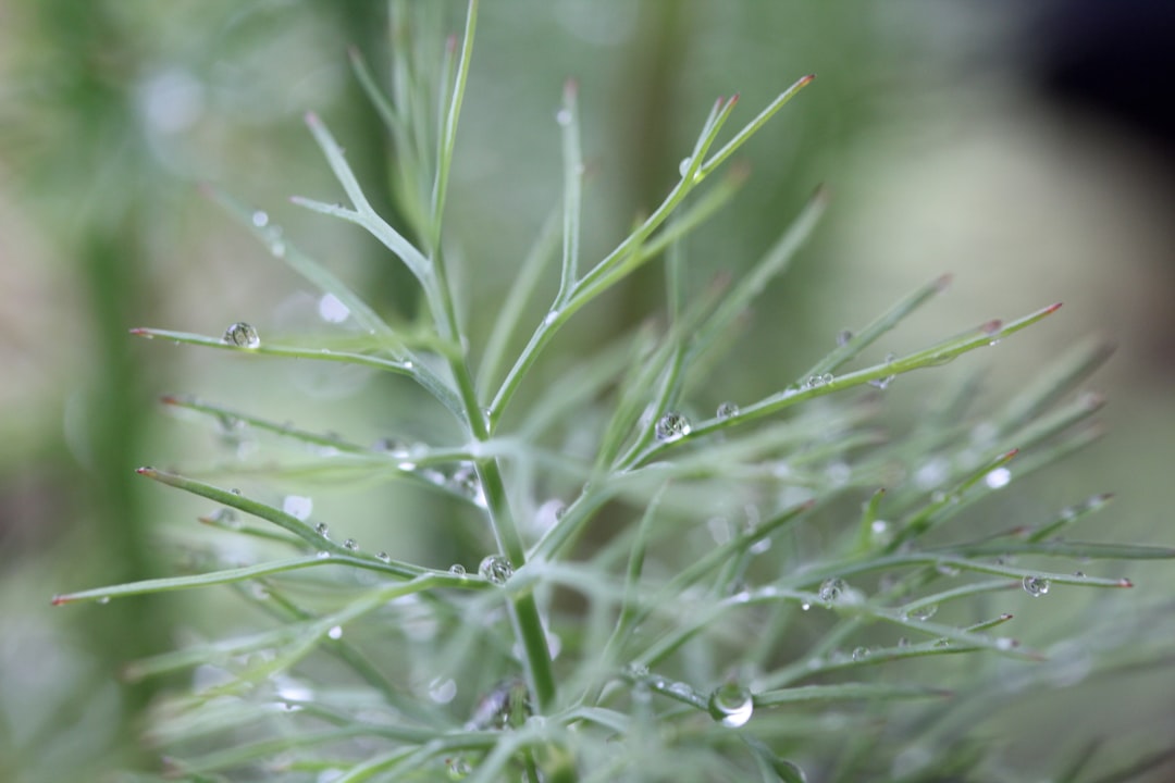 Mimpi Embun Pagi: Pertanda Kehidupan yang Segar, Berkah, dan Pembersihan Diri
