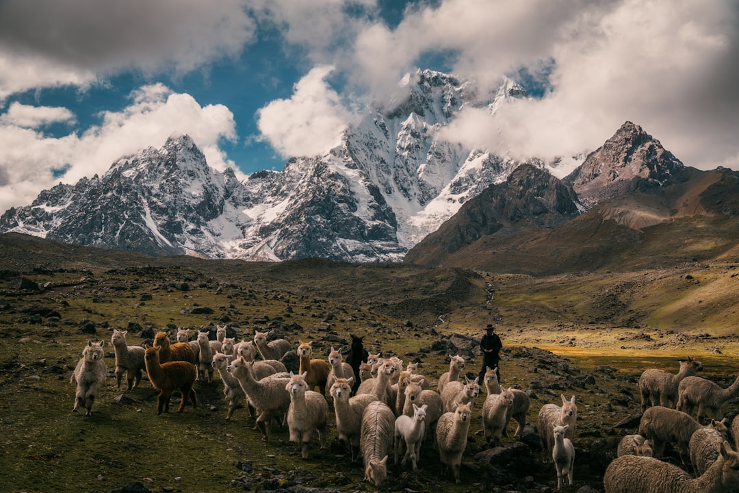 Mimpi Llama: Pertanda Keberuntungan, Ketenangan, dan Perjalanan Hidup