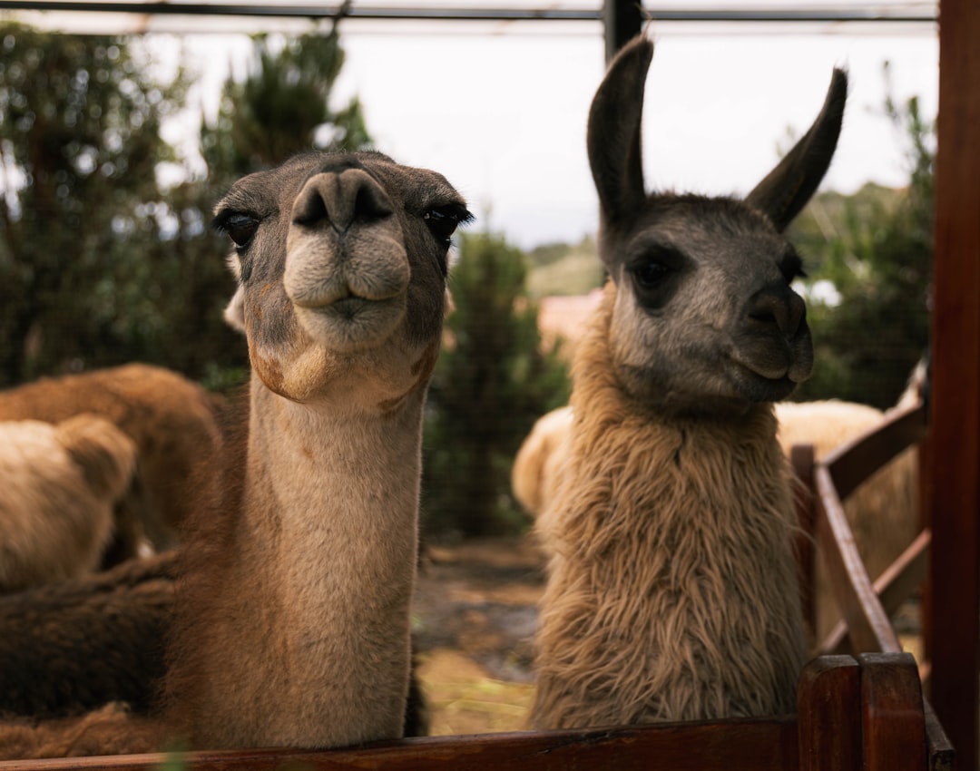 Mimpi Alpaka: Makna Mendalam dari Primbon Jawa, Islam Nusantara, dan Psikologi Modern