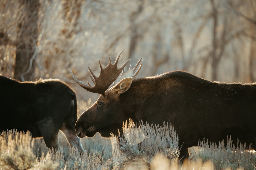 Misteri Mimpi Rusa Moose: Petunjuk Leluhur, Berkali Lipat Rezeki, dan Ketenangan Batin