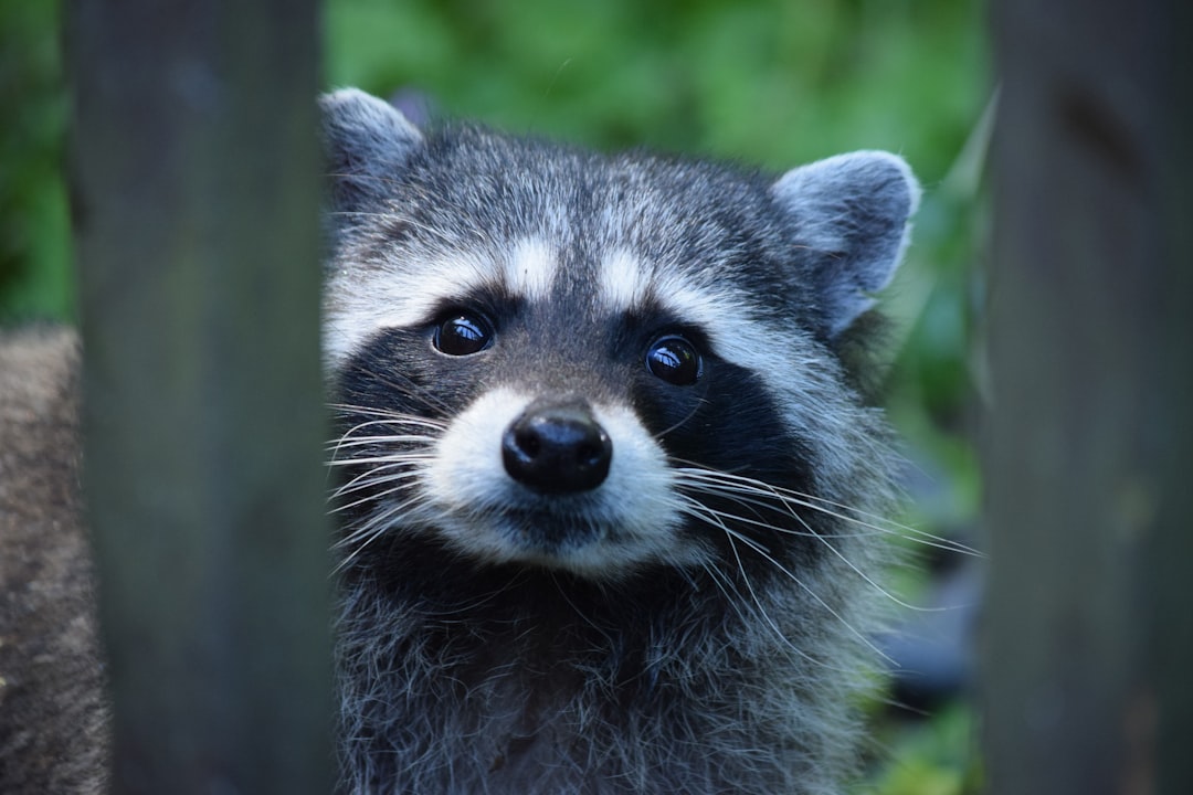 Mimpi Rakun: Pesan Alam, Firasat Leluhur, dan Cerminan Diri